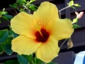156 Hawaii National flower. Yellow Hibiscus 20051002