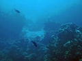 031 0007 Atlantis Diving