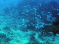 032 00014 School of Fish