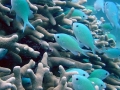 033 00014a School of Fish