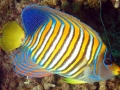 034 00021a One of Few Colorful Fish