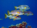 035 00021b School of Colorful Fish