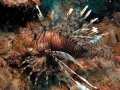 037 00023a Lion fish