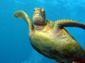038 00026a Loggerhead Turtle